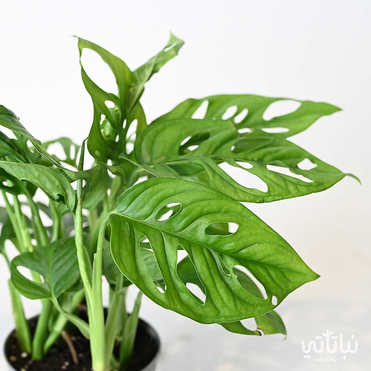 Monstera adansonii 2