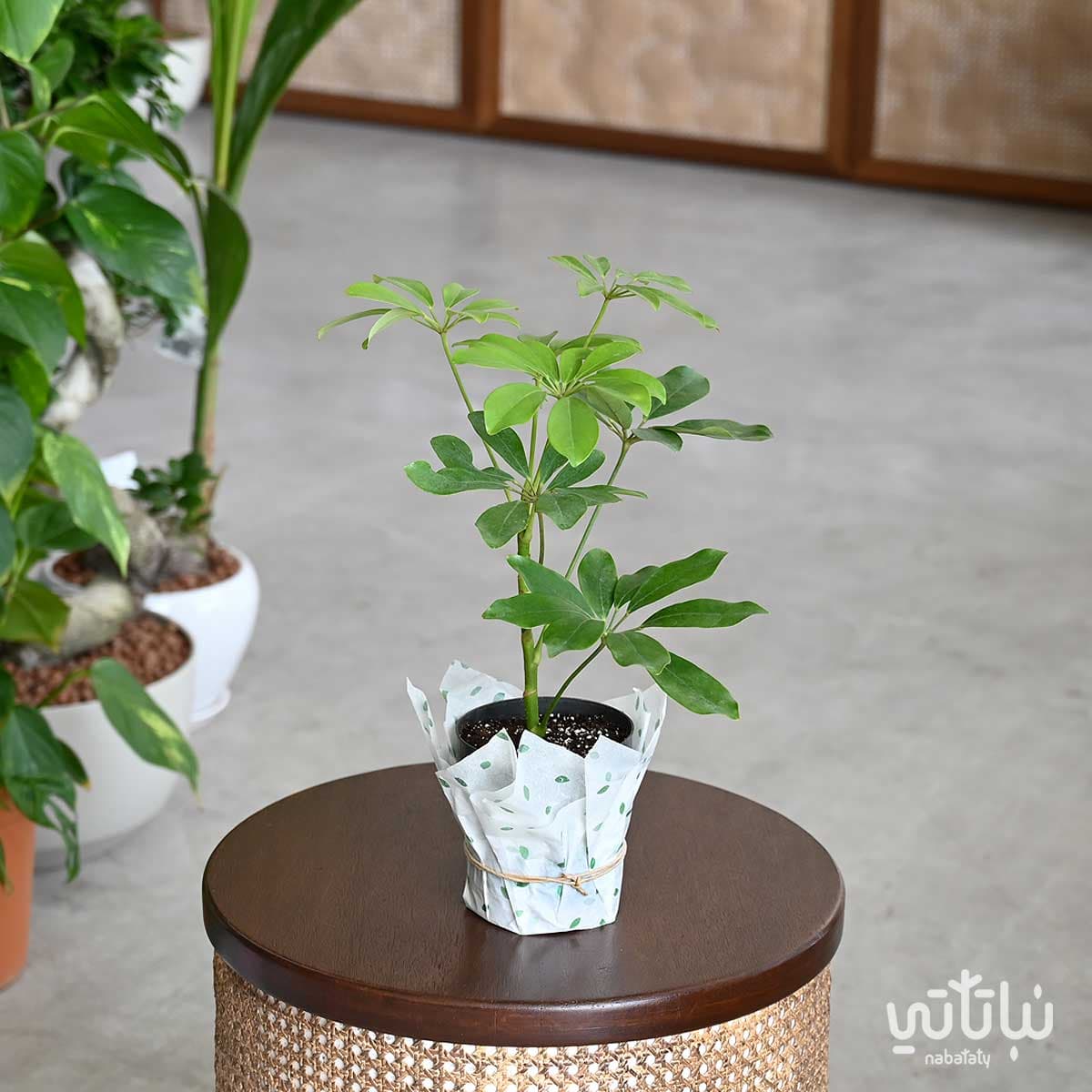 Schefflera small