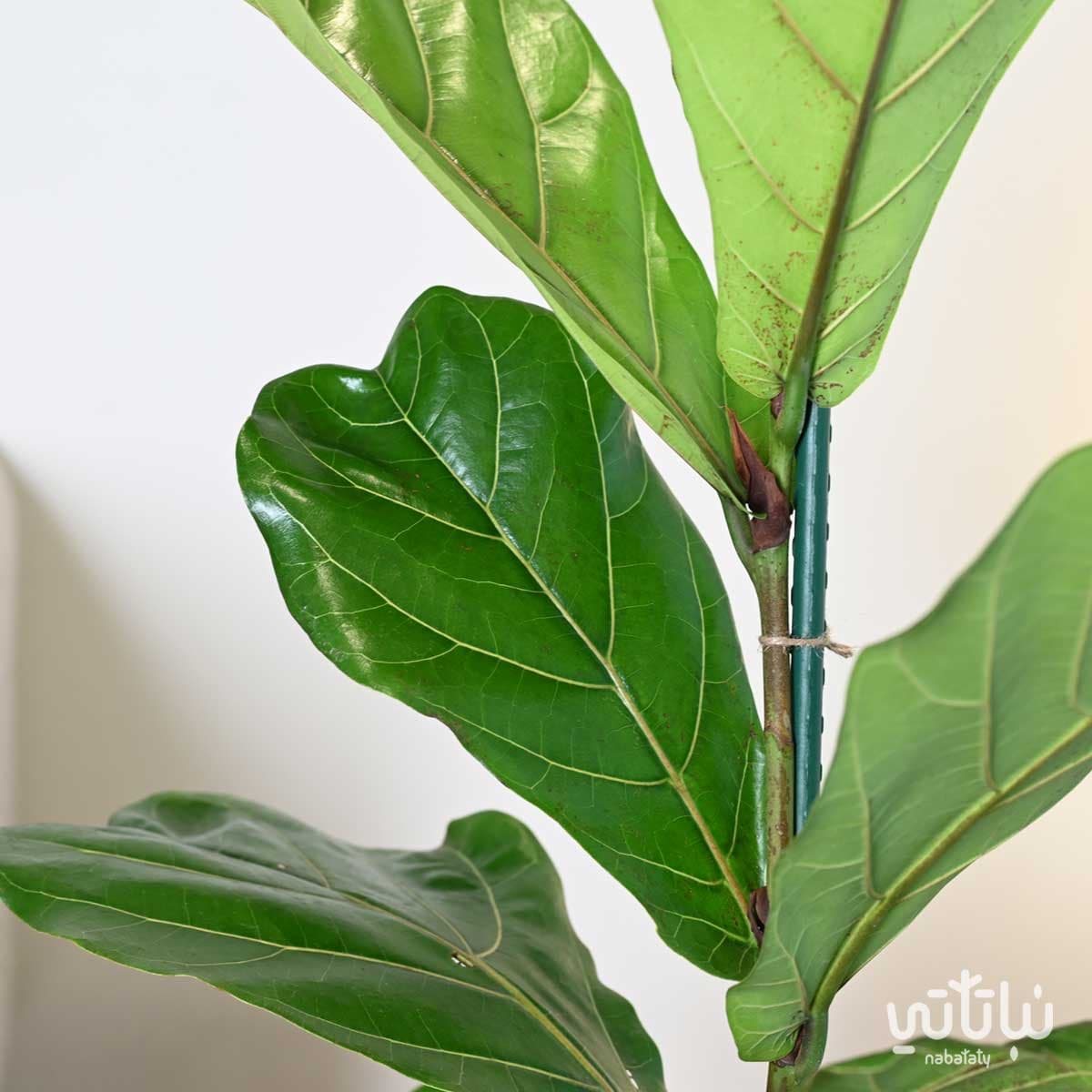 Ficus Lyrata in a white self-watering pot 4