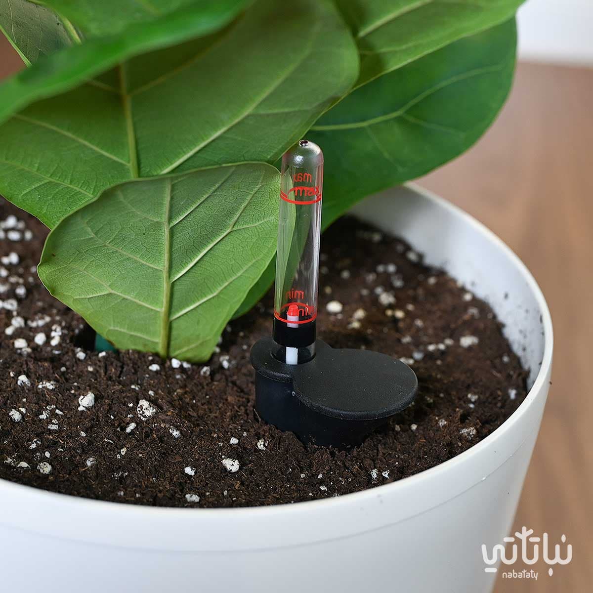 Ficus Lyrata in a white self-watering pot 3