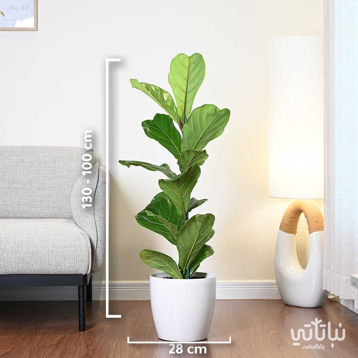 Ficus Lyrata in a white self-watering pot 2