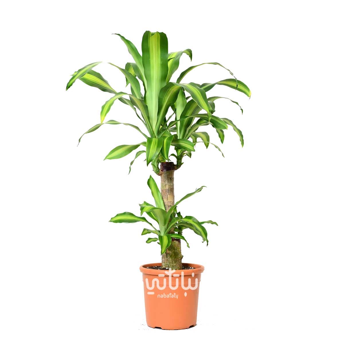 Dracaena Massangeana 2 Legs 70cm