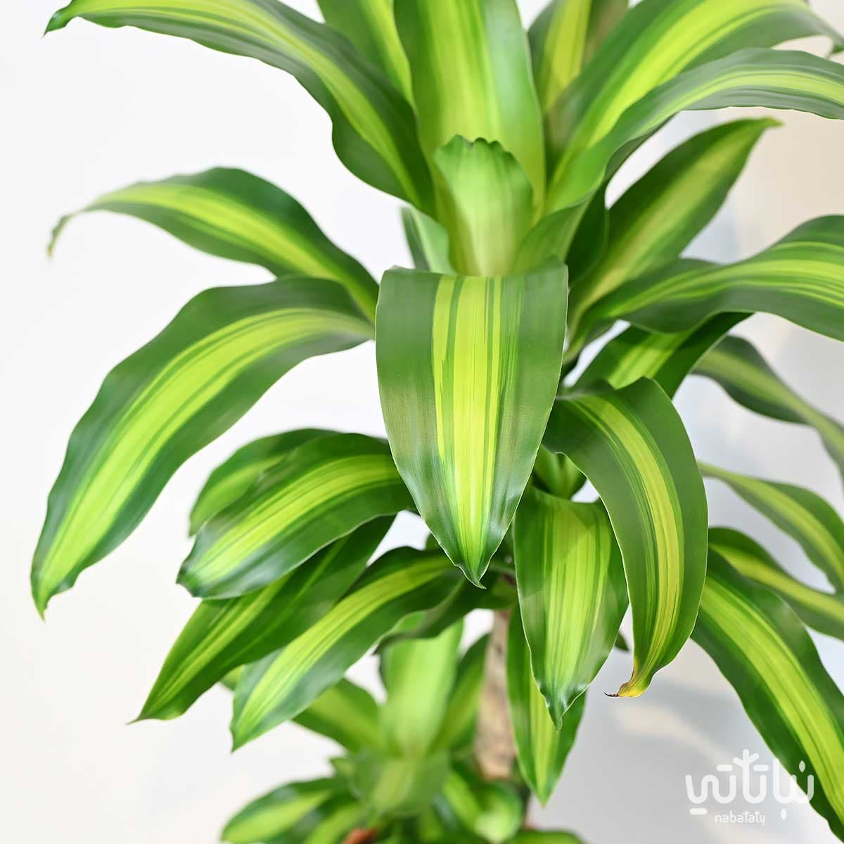 Dracaena Massangeana 2 Legs 70cm 2