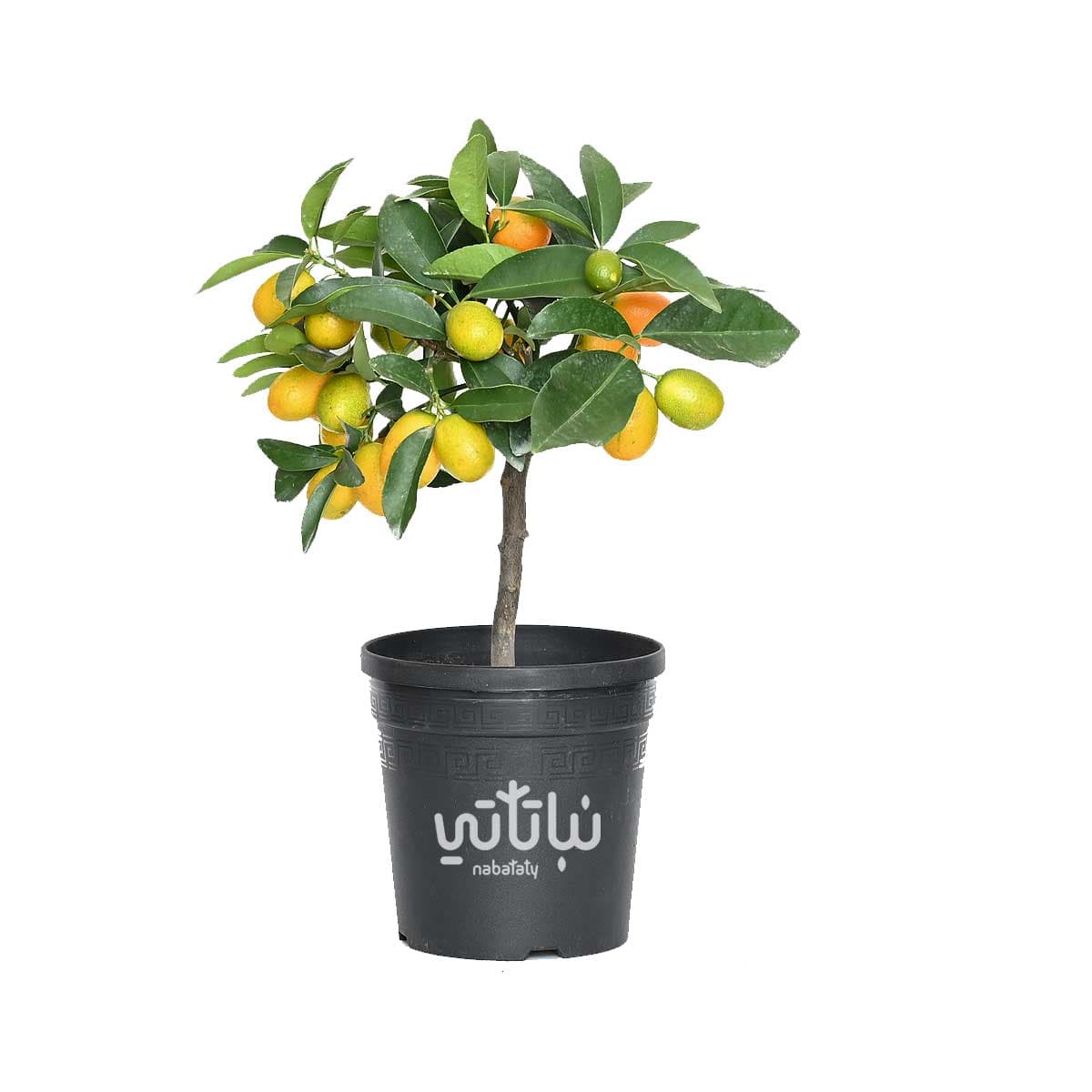 شجرة كمكوات مثمرة 1