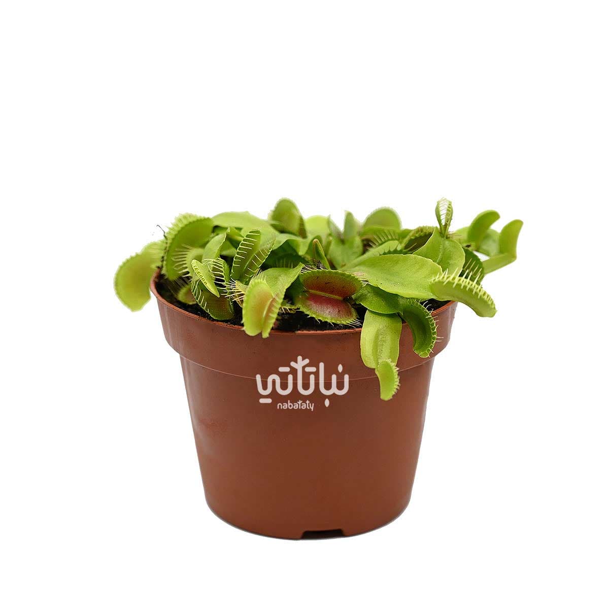 نبتة فينوس صائدة الذباب 1