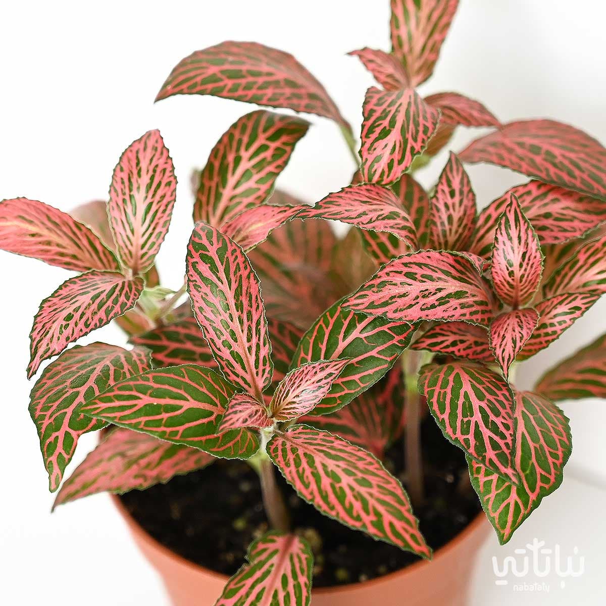 Mini Fittonia red 2