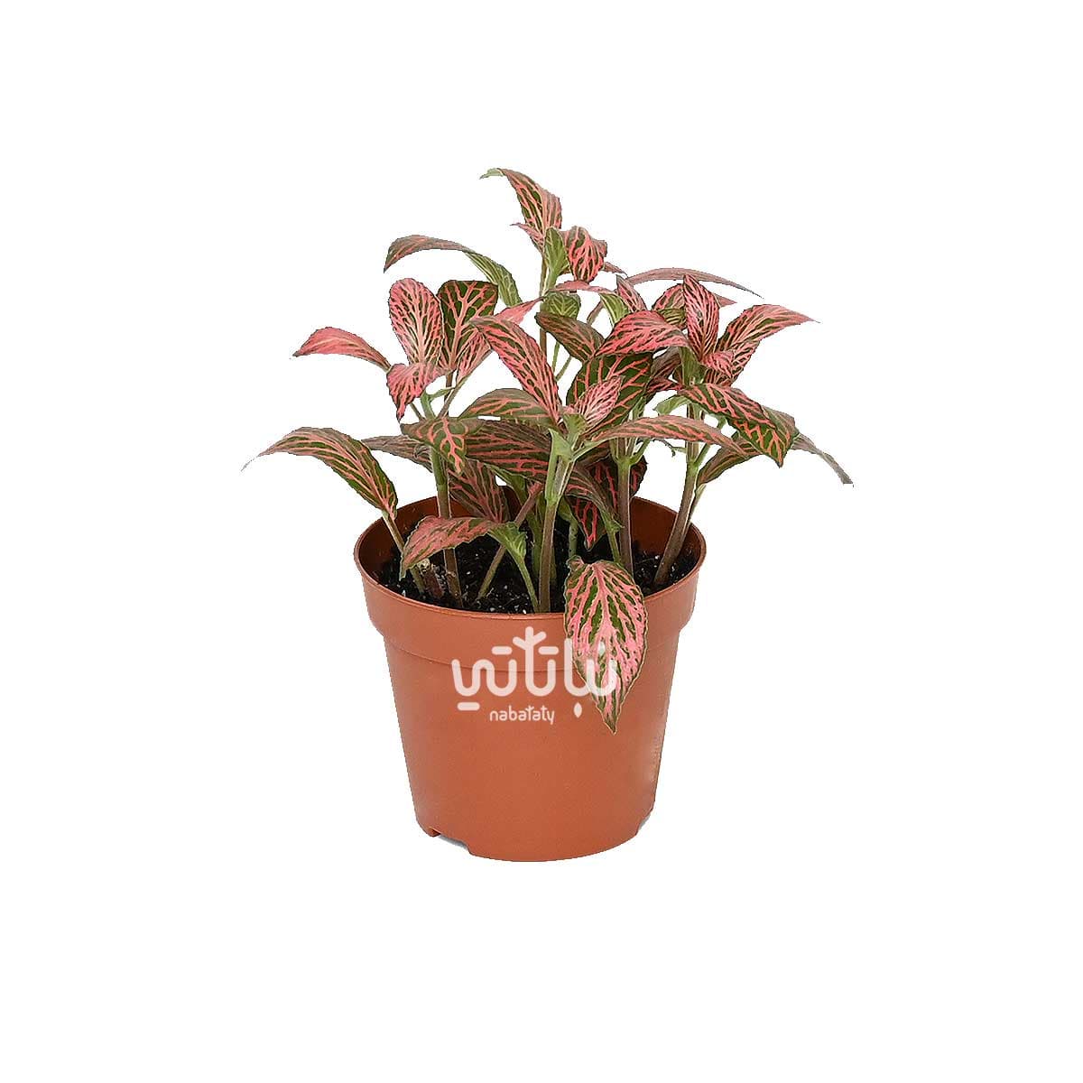 Mini Fittonia red