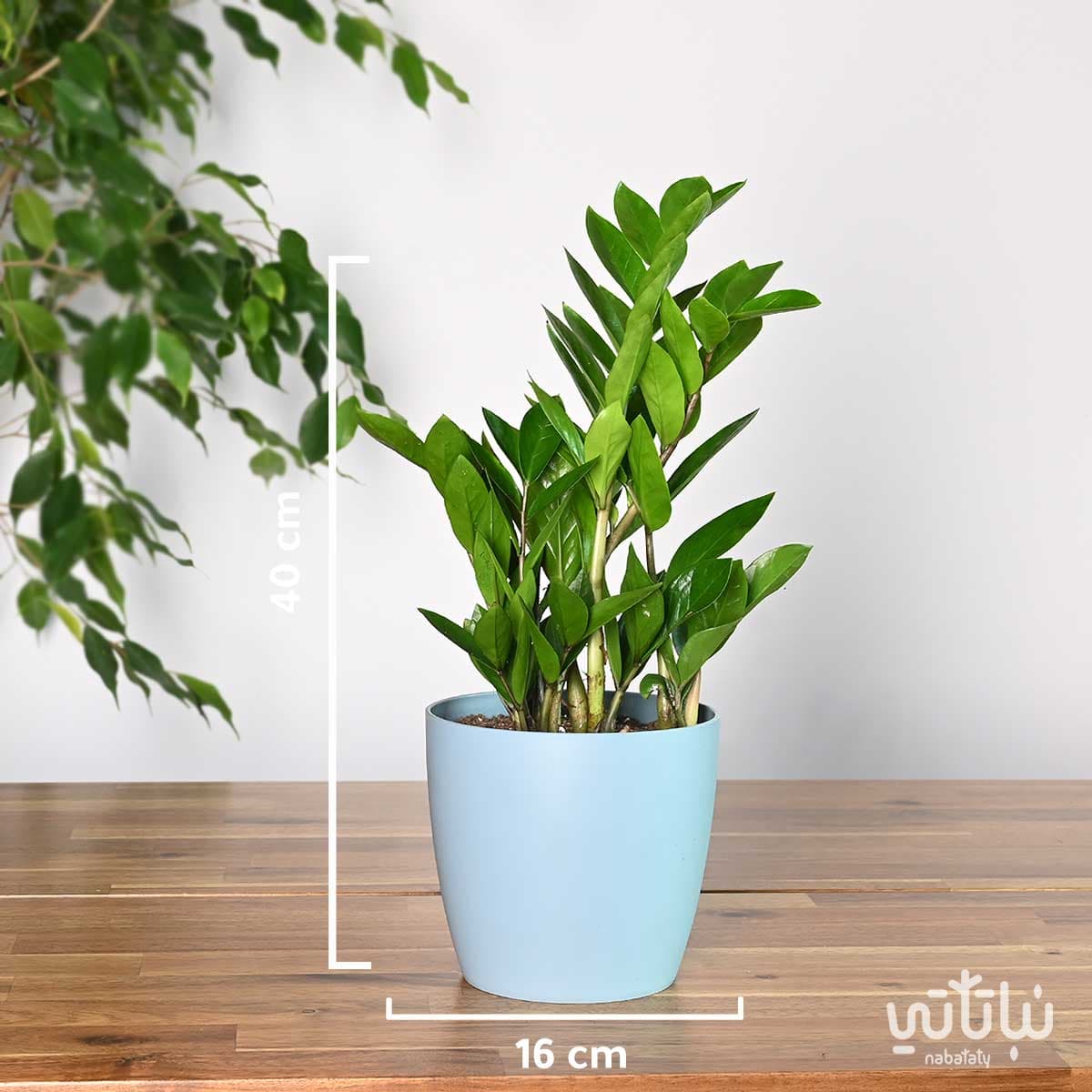 نبتة زاميا في اصيص بلاستيك سماوي 2