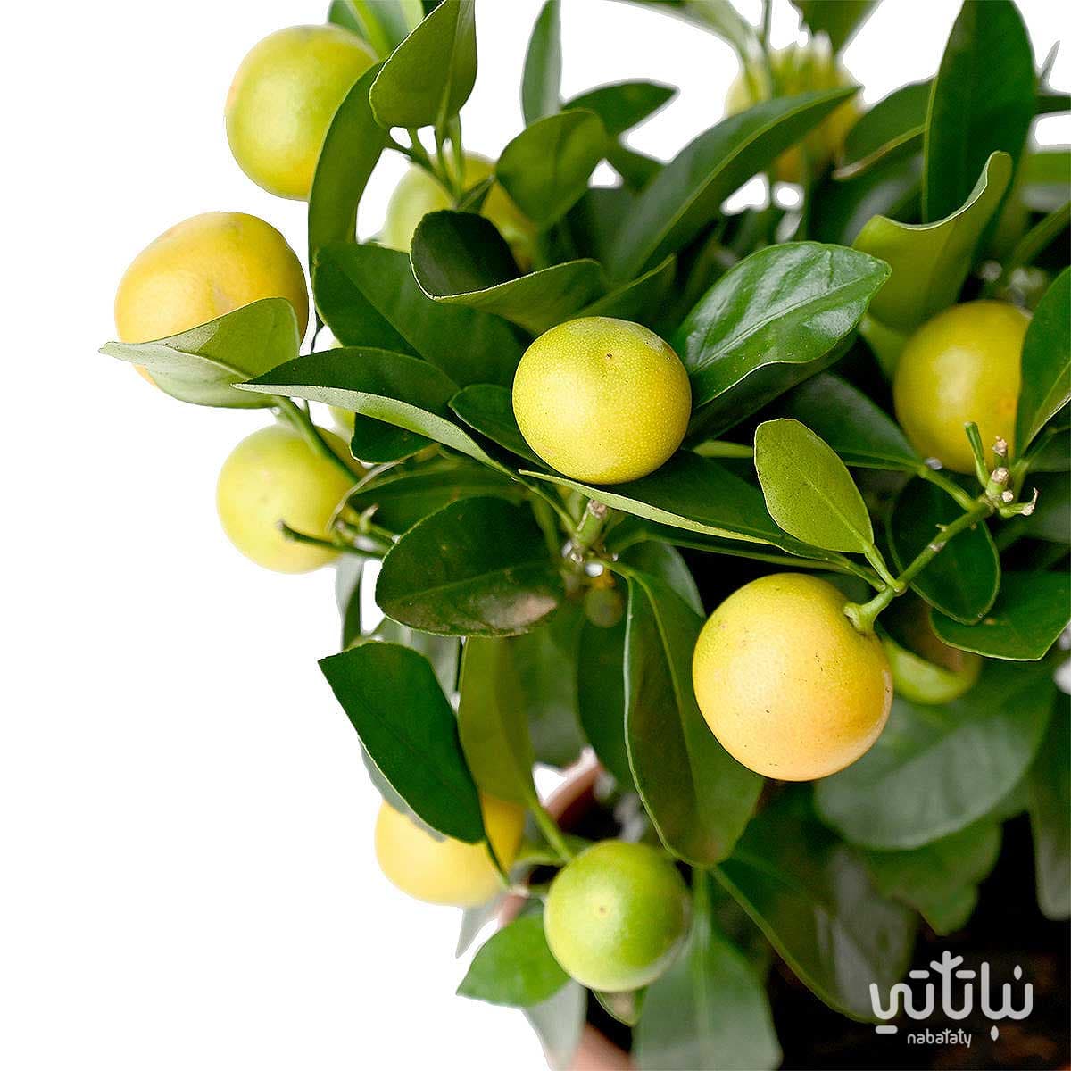 شجرة كلاموندين مثمرة 2