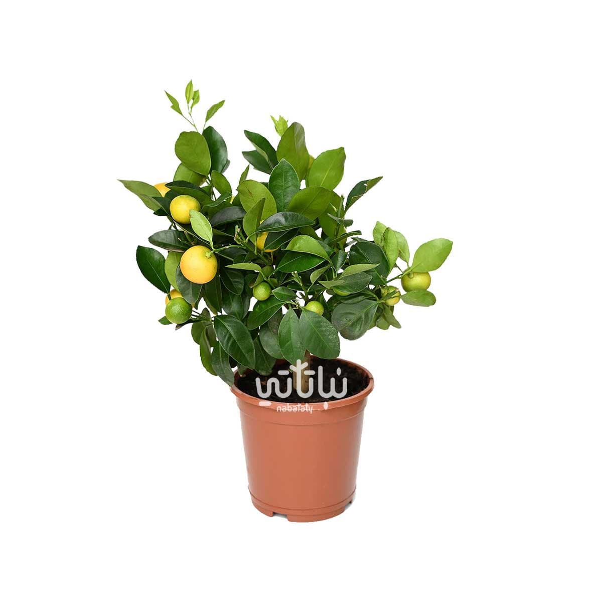 شجرة كلاموندين مثمرة 1