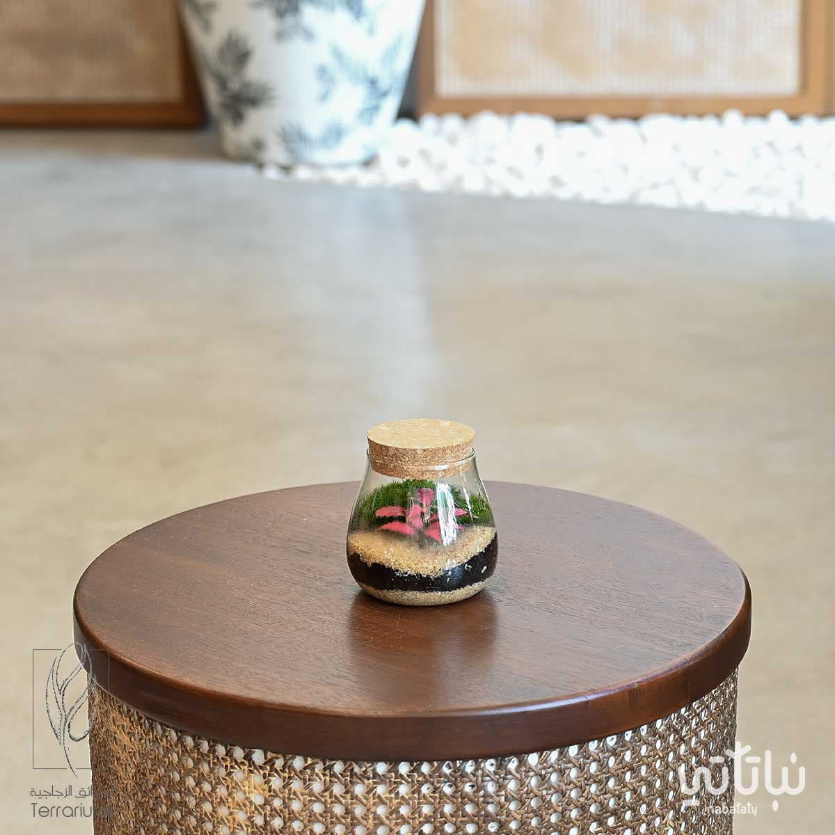 حديقة فيتونيا وردية صغيرة 1