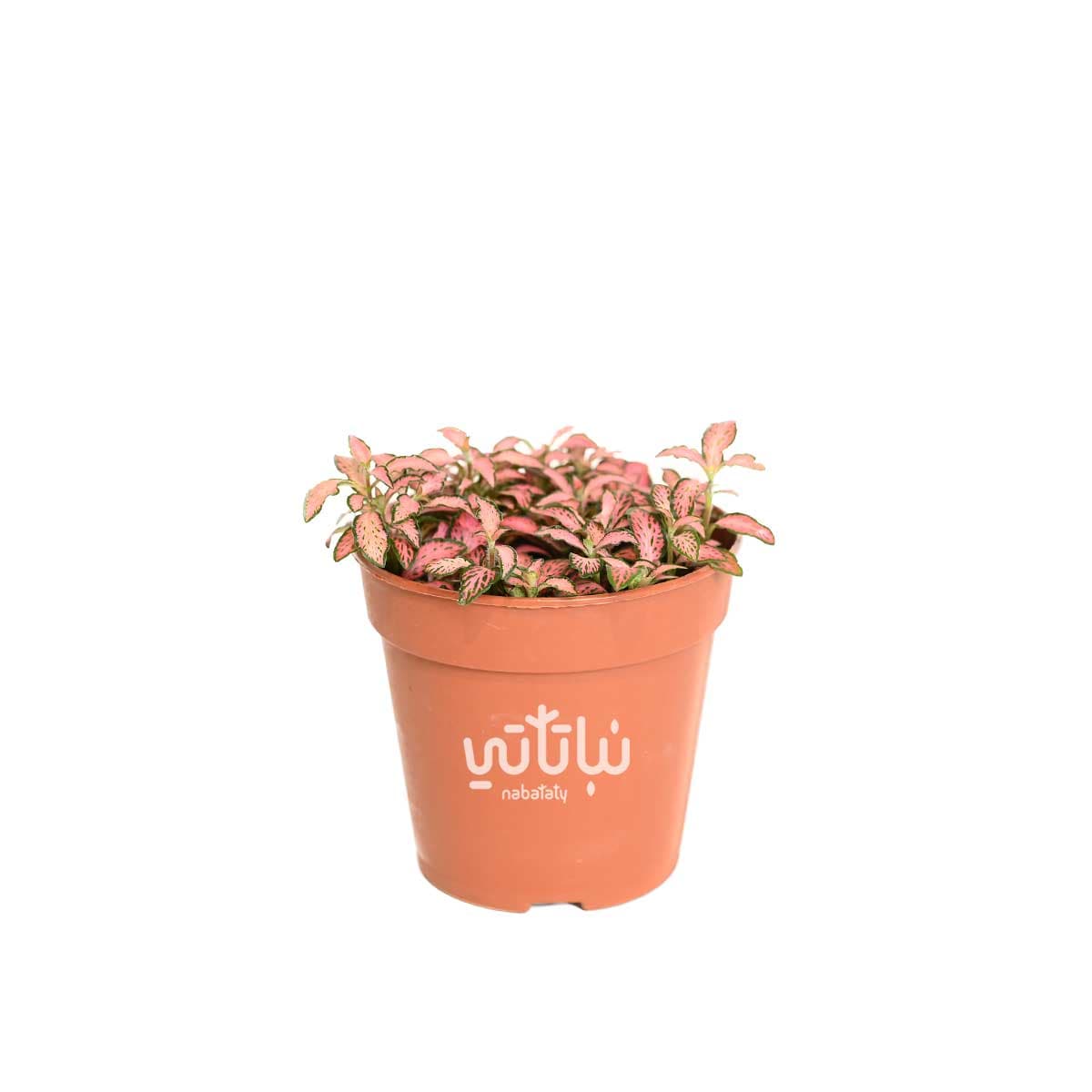 Pink Fittonia 1