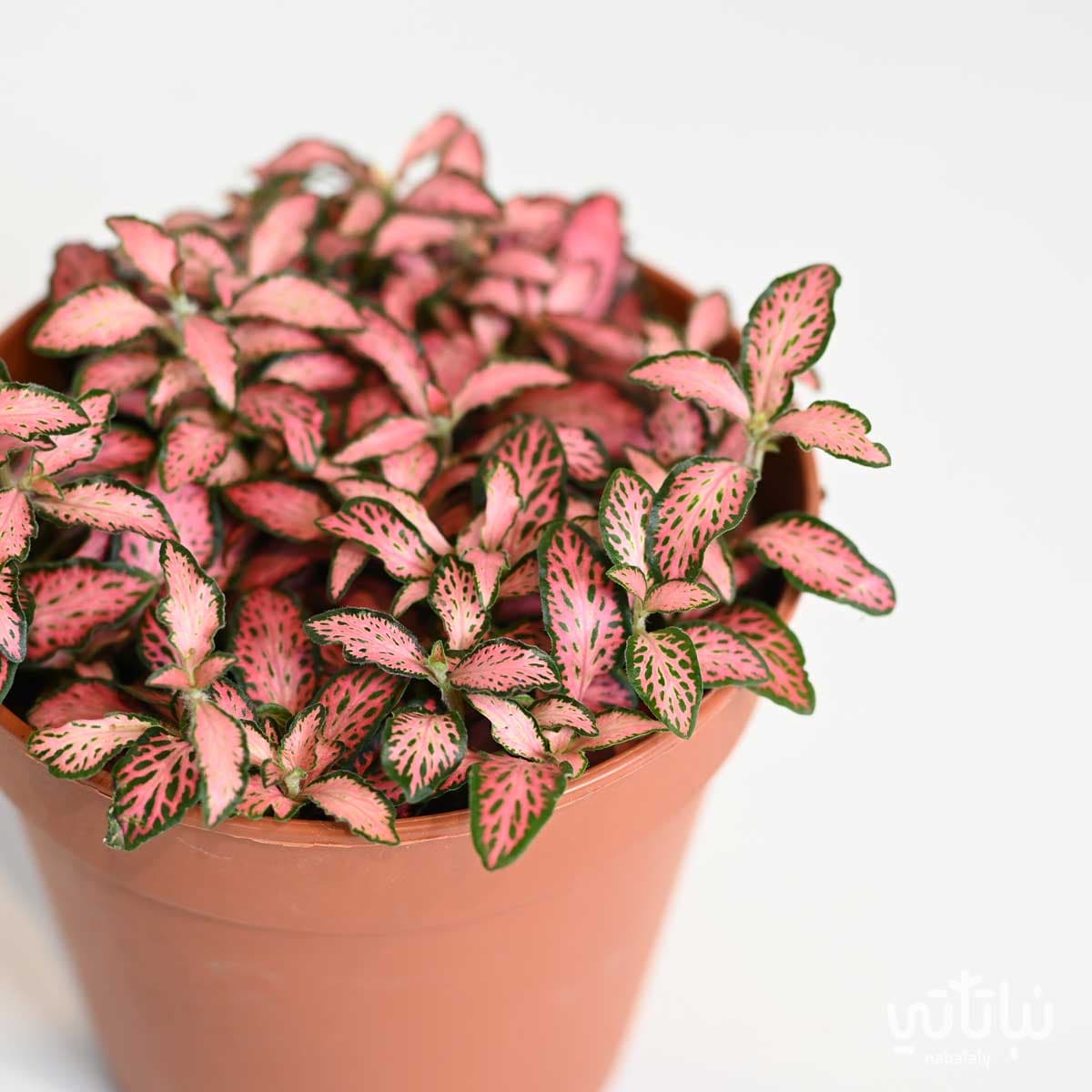 Pink Fittonia 2