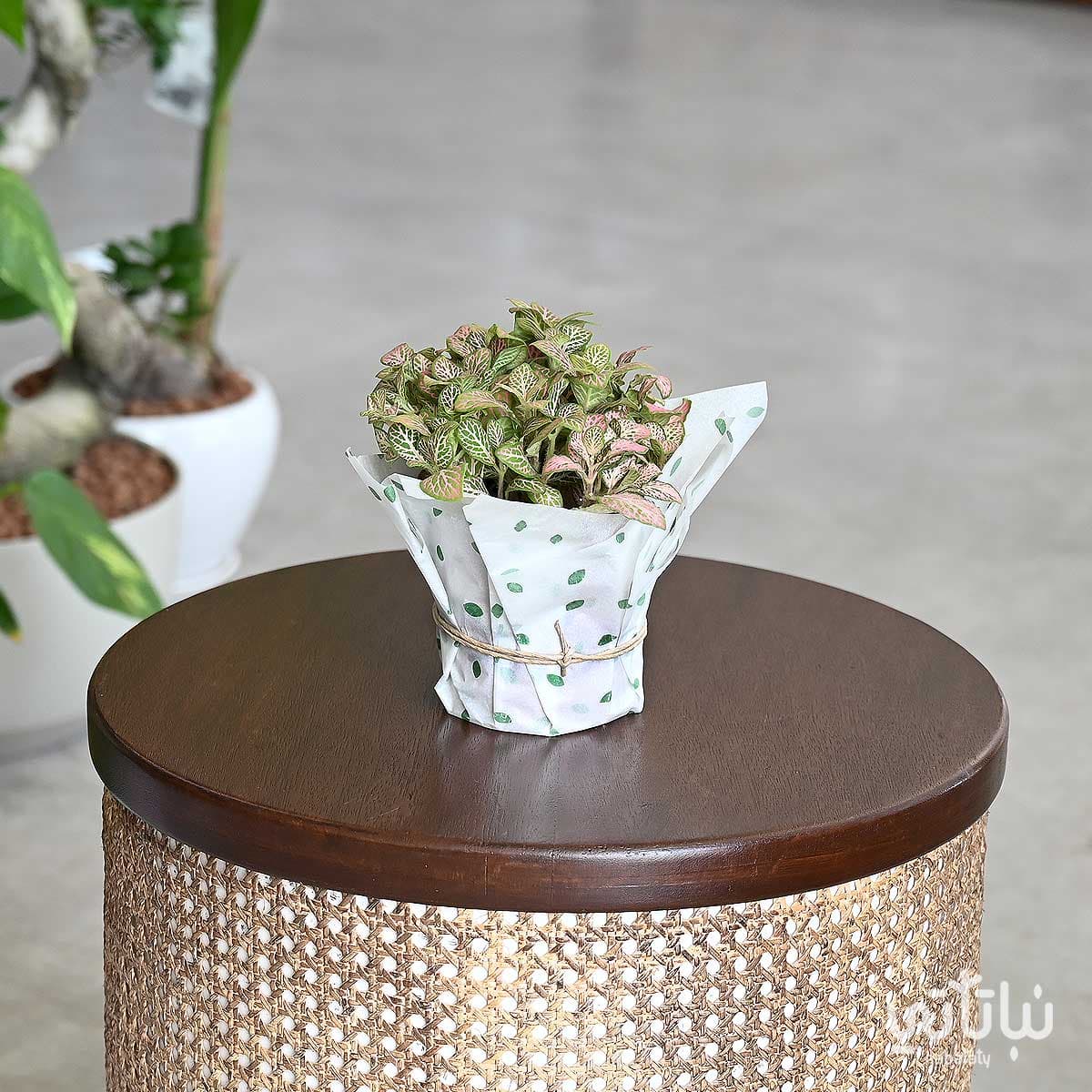 نبتة فيتونيا وردية 1