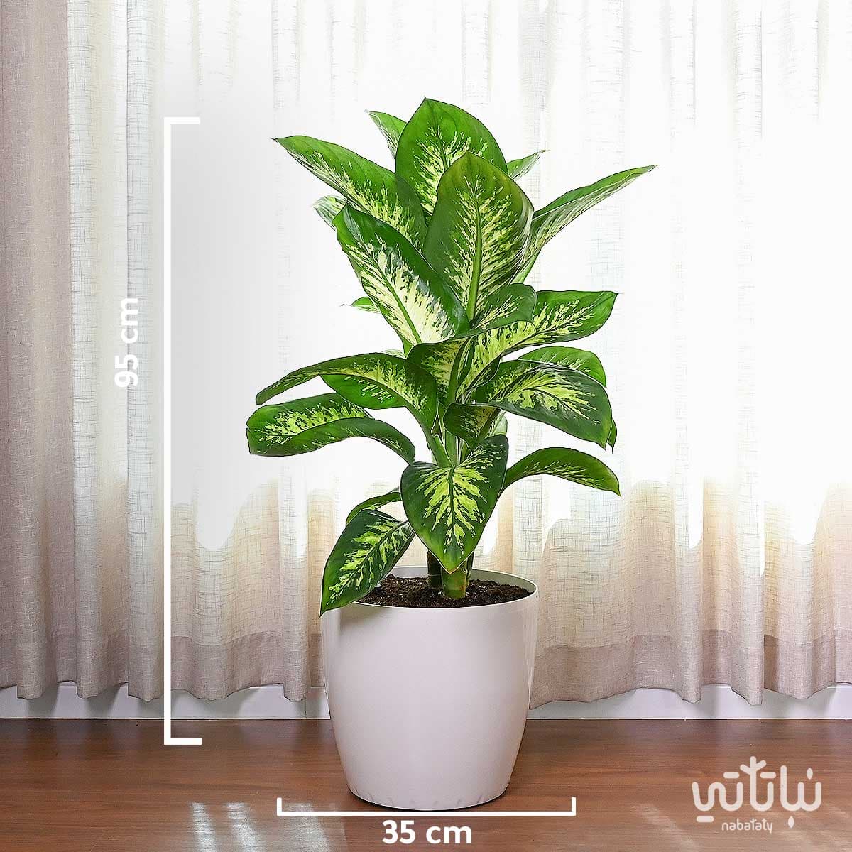 نبتة ديفنباخيا كبيرة في حوض ري ذاتي ابيض 4