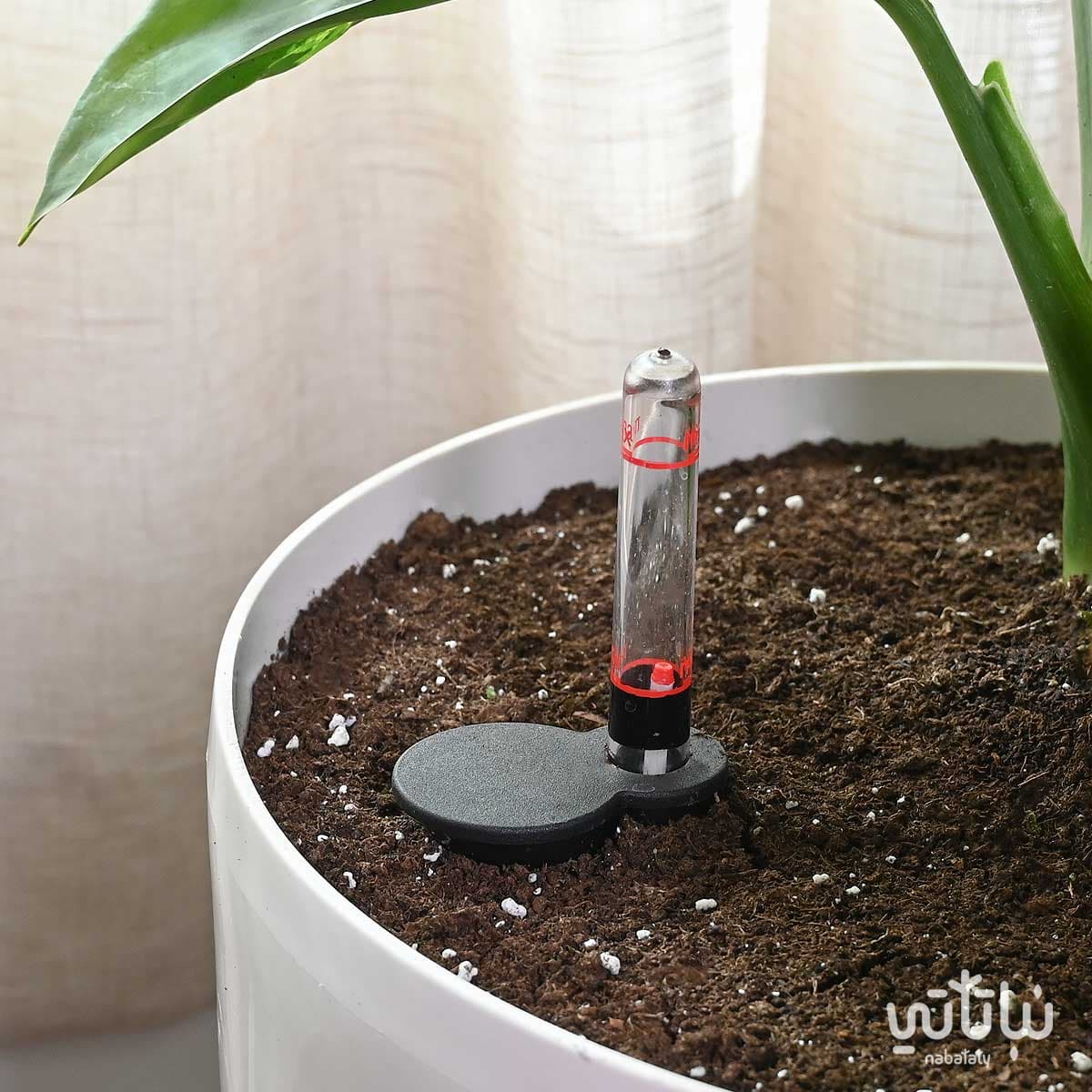 نبتة ديفنباخيا كبيرة في حوض ري ذاتي ابيض 2