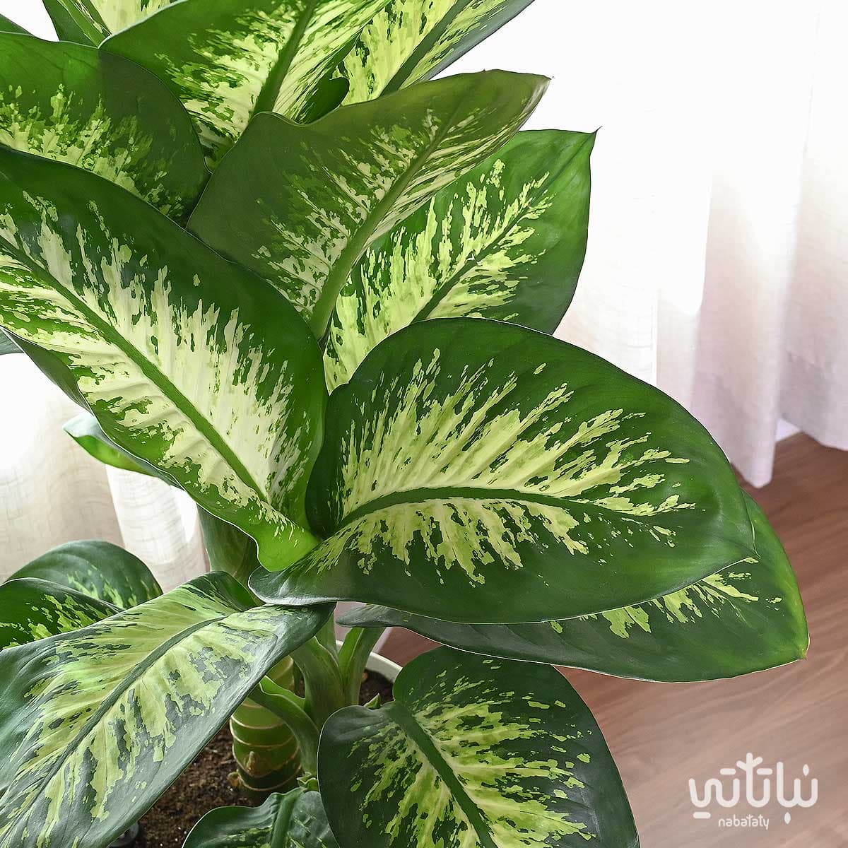 نبتة ديفنباخيا كبيرة في حوض ري ذاتي ابيض 3