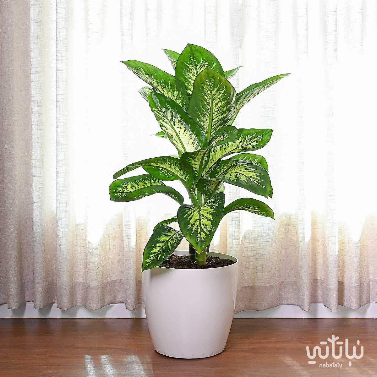 نبتة ديفنباخيا كبيرة في حوض ري ذاتي ابيض 1