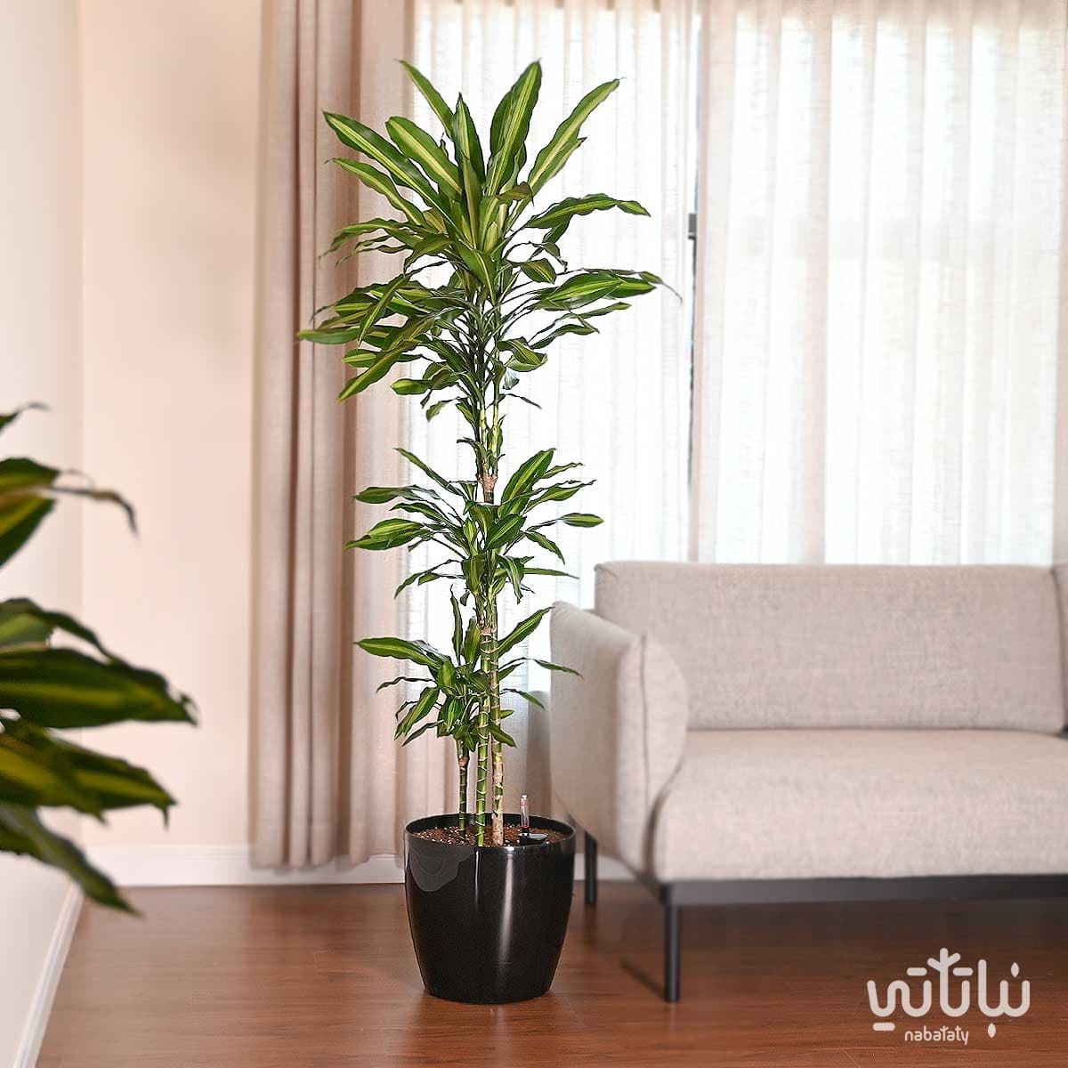Dracaena Cento 130 cm in Black self-watering pot
