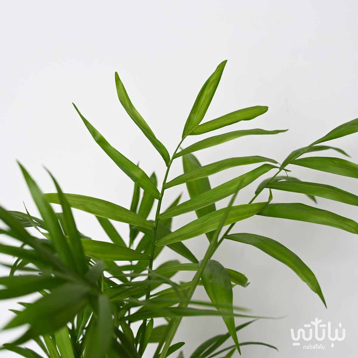 نبتة تشامادوريا صغيرة 2