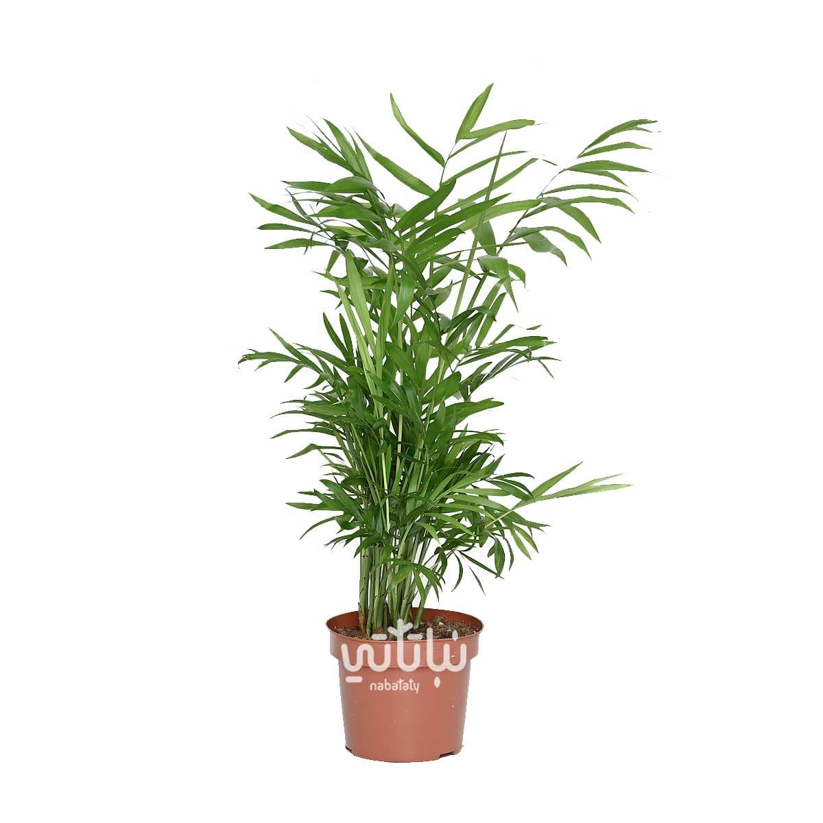 نبتة تشامادوريا صغيرة