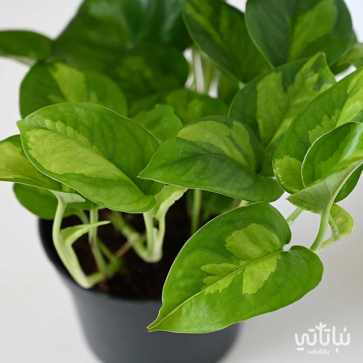 Pothos pinnatum Green world plant 3