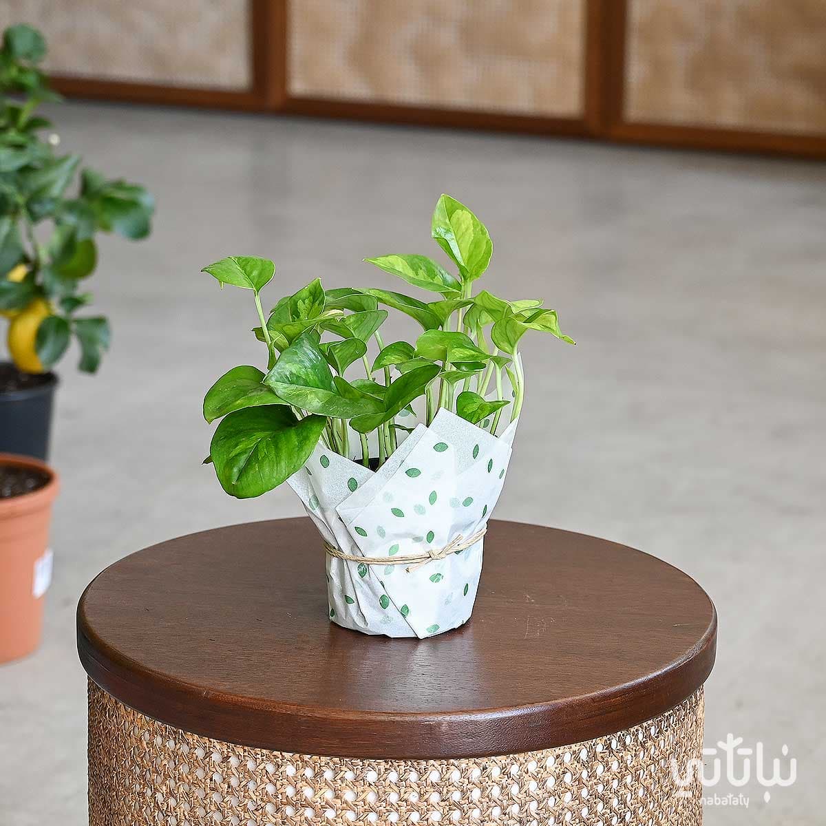 Pothos pinnatum Green world plant 1