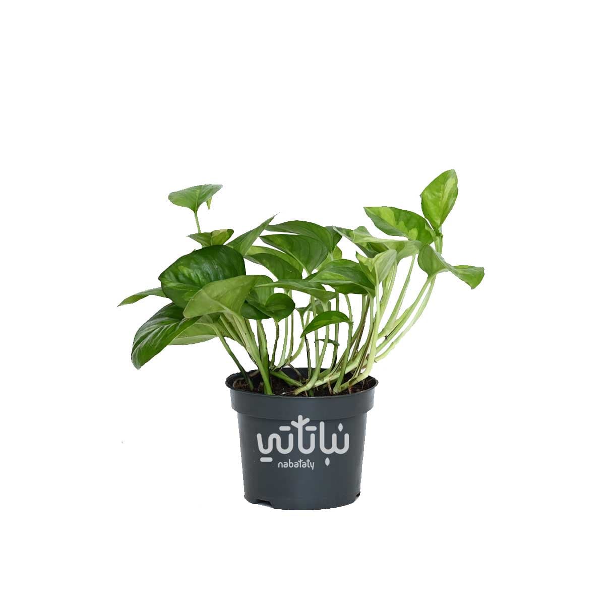 Pothos pinnatum Green world plant 2