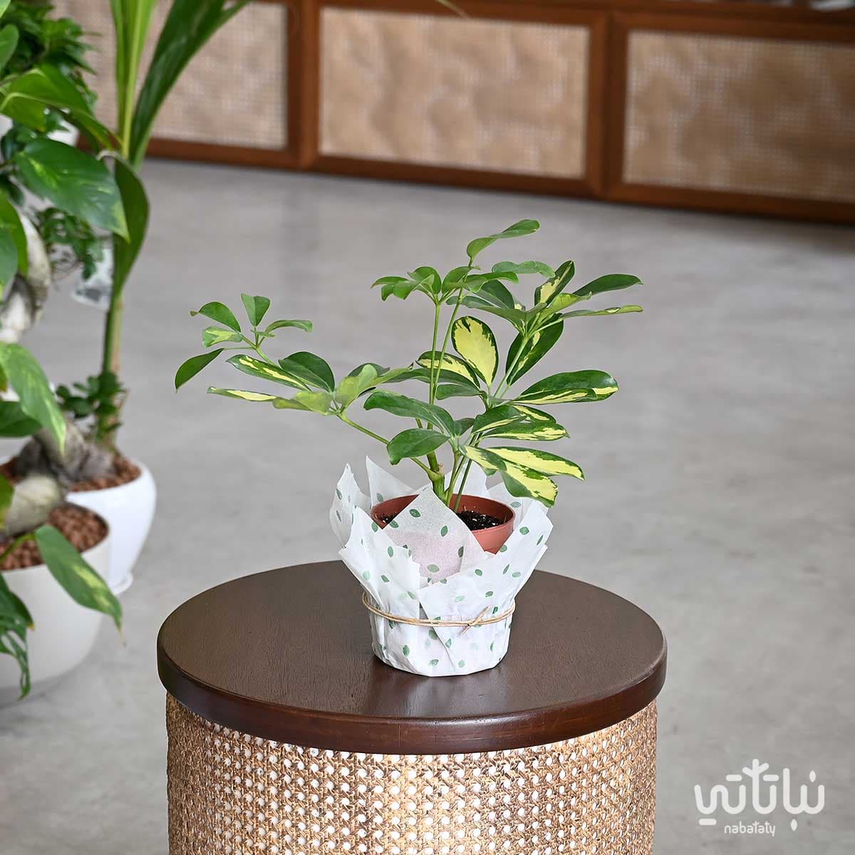 Schefflera versicolor small 1