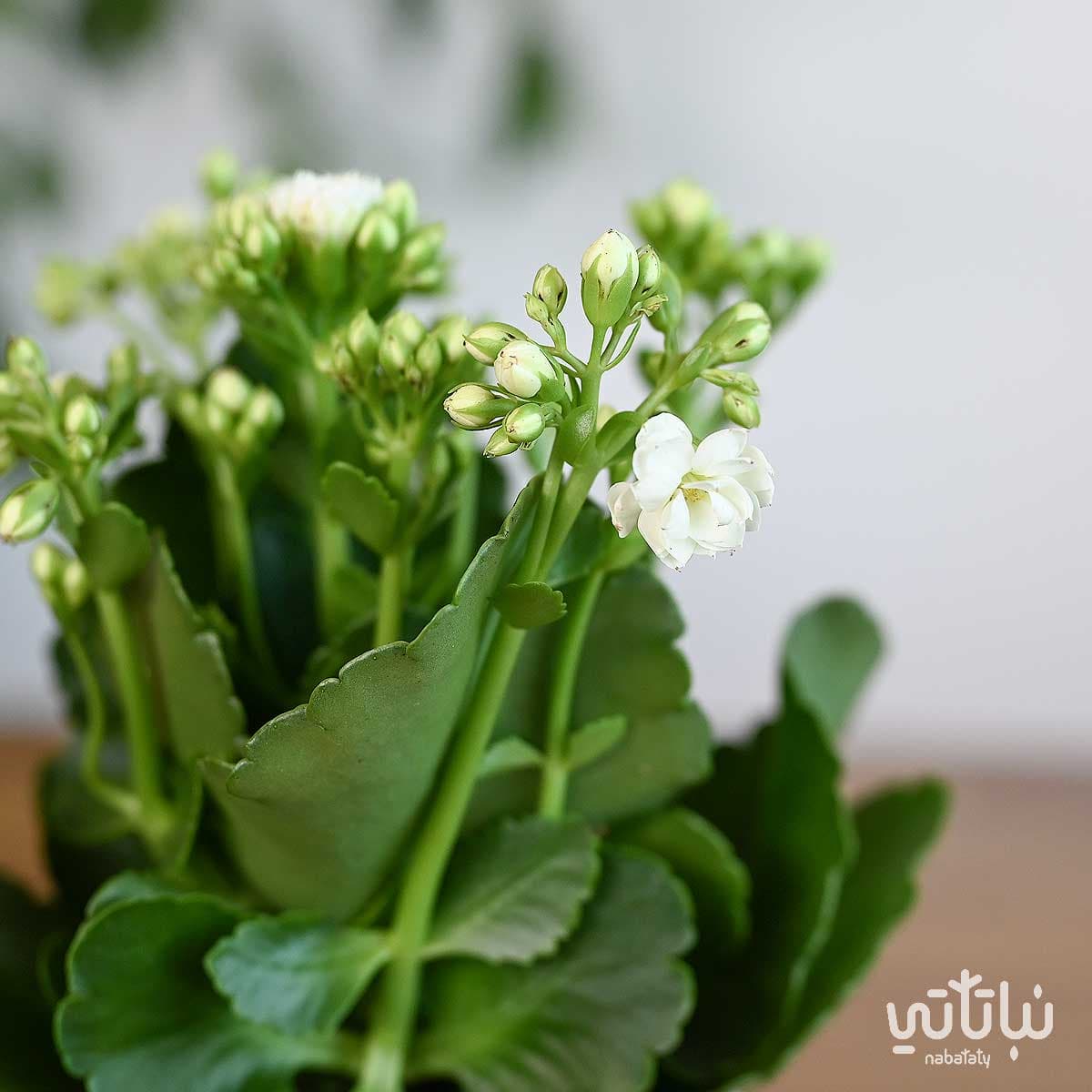 نبتة كلانشو ابيض في اصيص بلاستيك سماوي 3