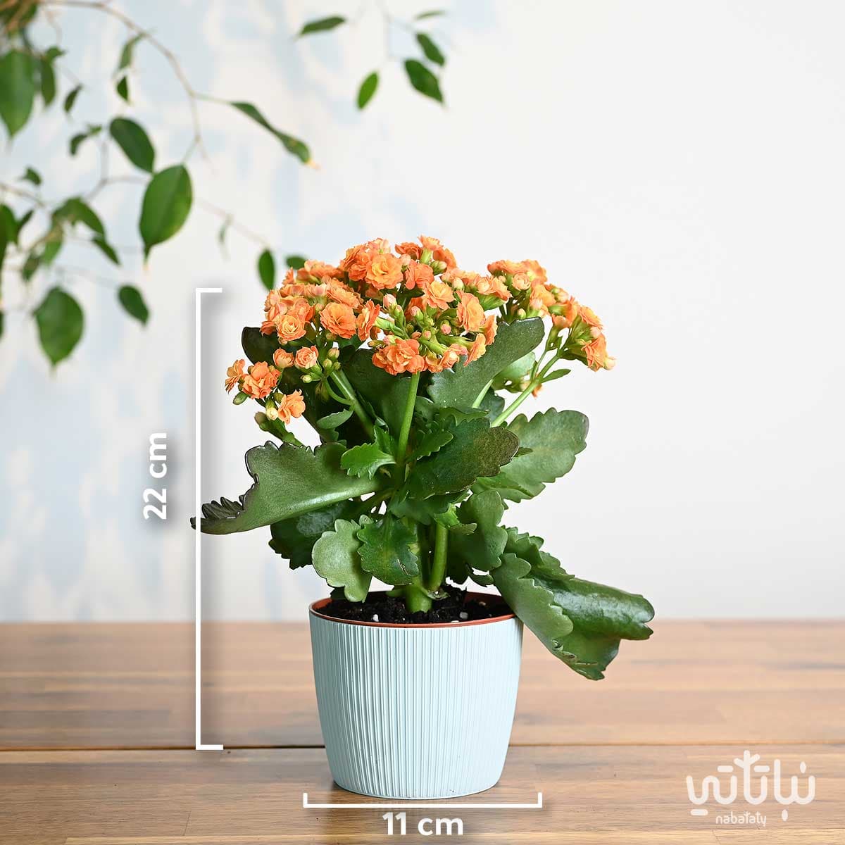 نبتة كلانشو برتقالي في اصيص بلاستيك سماوي 2