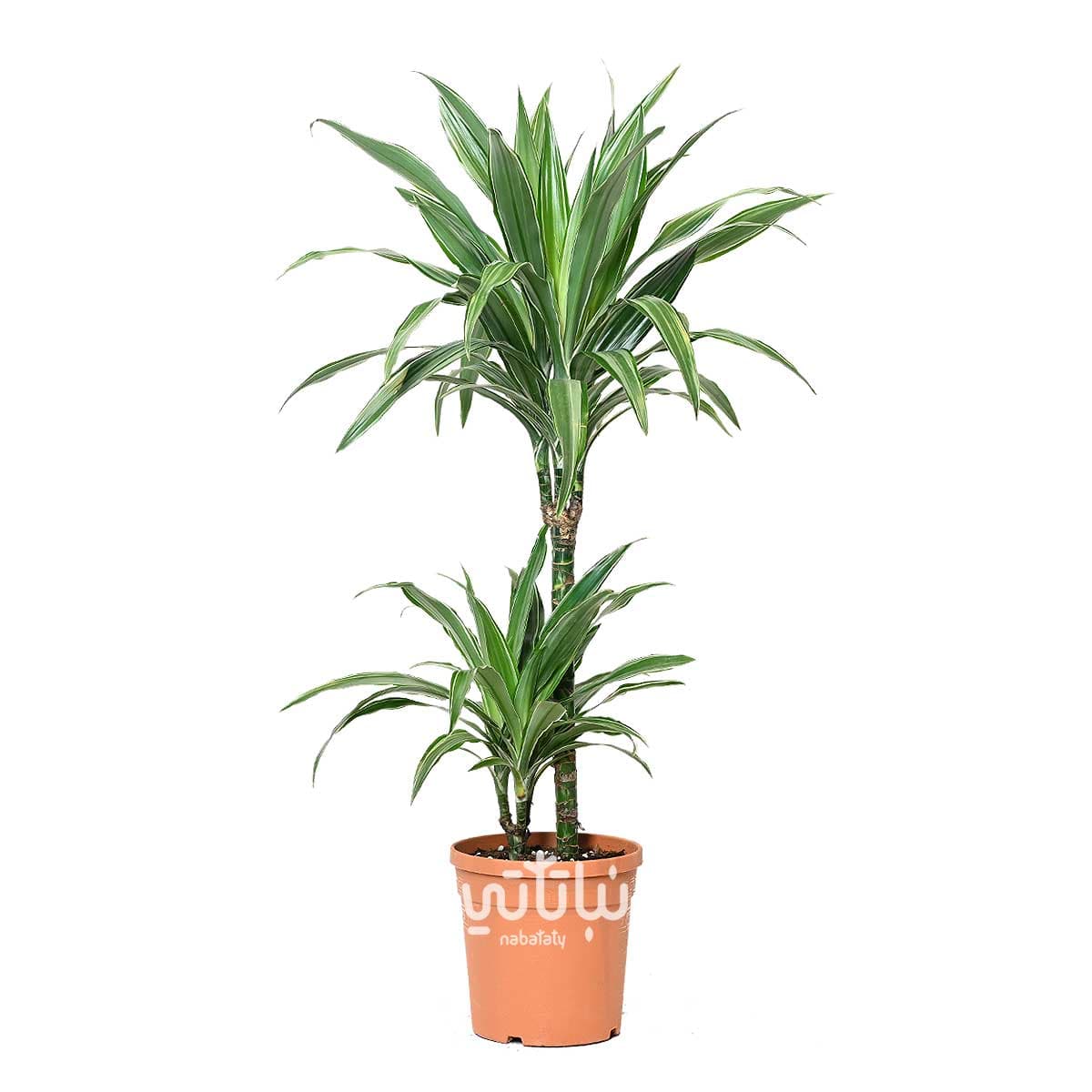 Dracaena Warnicki Stems 70 cm 1