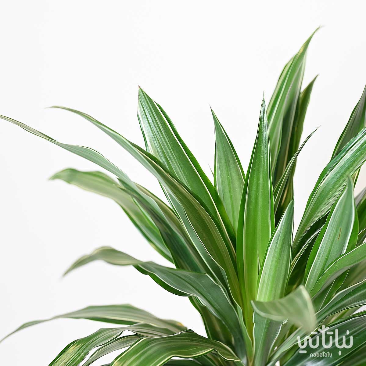 Dracaena Warnicki Stems 70 cm 2