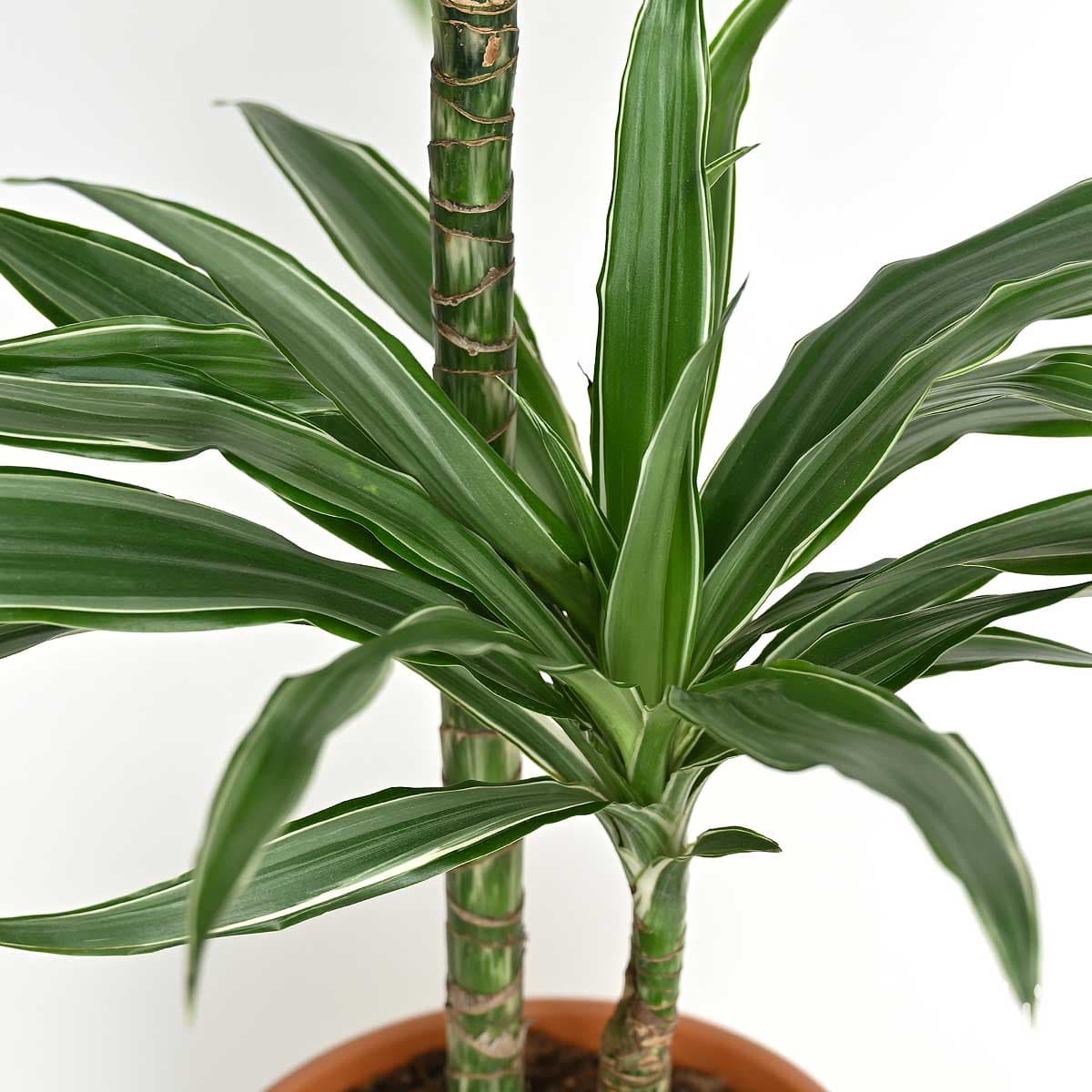 نبتة دراسينا وارنيكي ساقين 70 سم 2