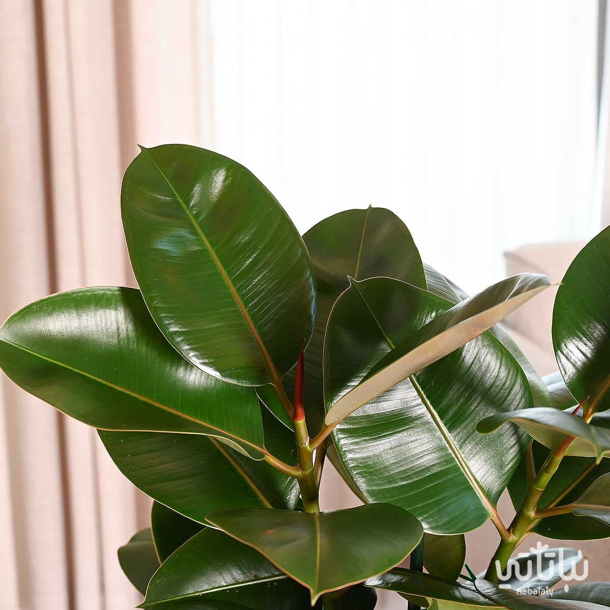 نبتة فيكس مطاط كبيرة في حوض ري ذاتي اسود 4