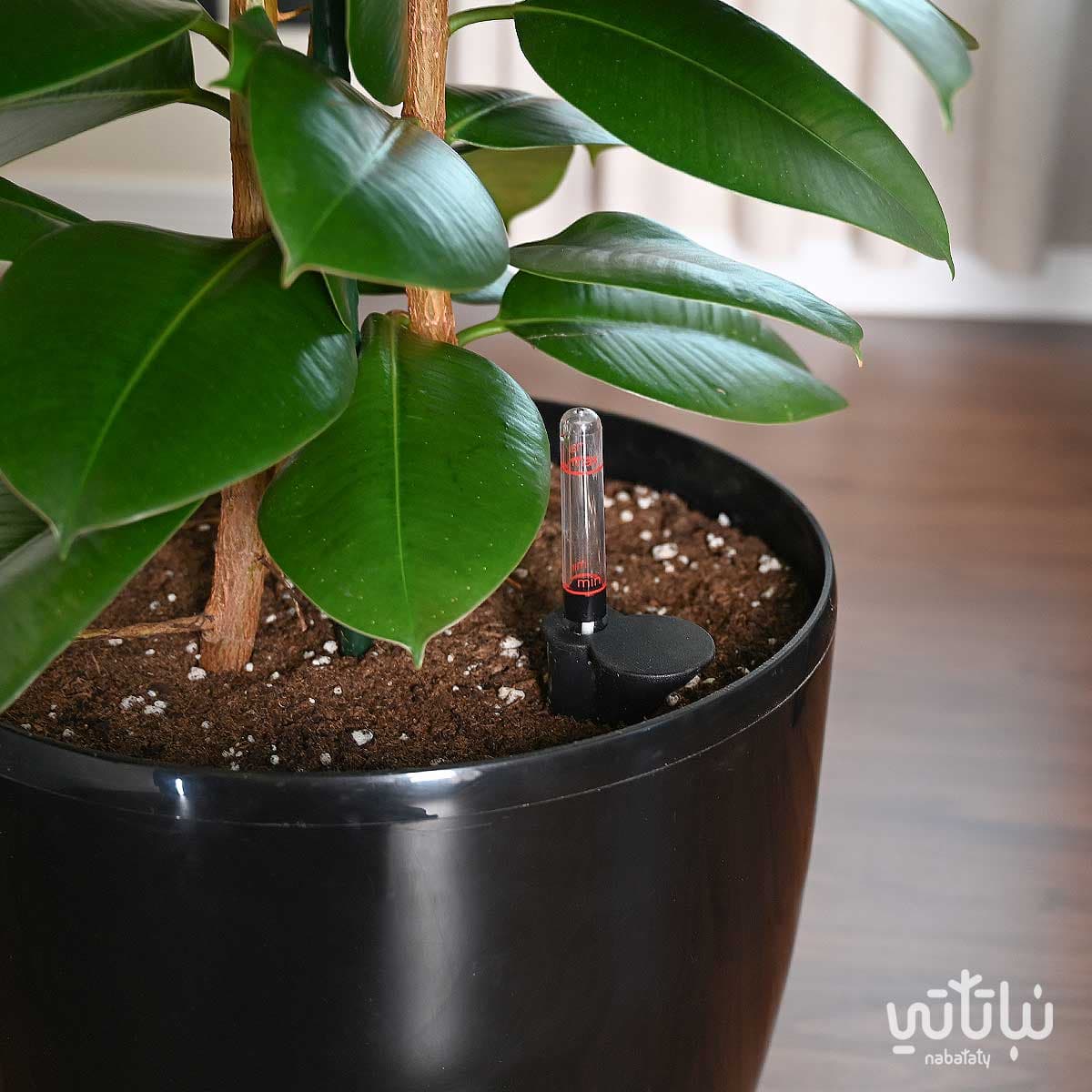 نبتة فيكس مطاط كبيرة في حوض ري ذاتي اسود 3