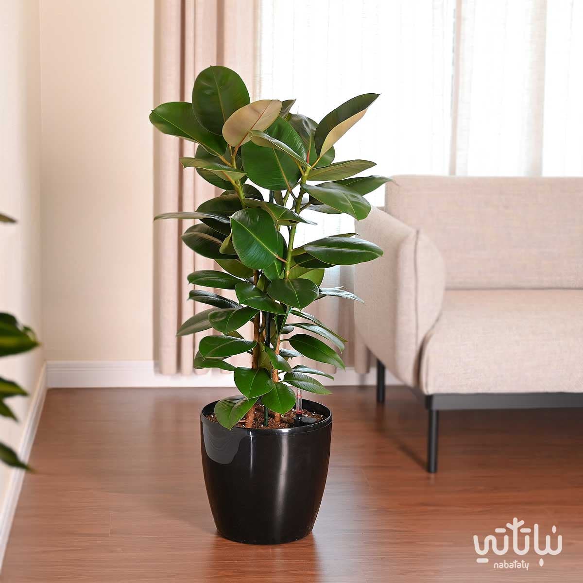 نبتة فيكس مطاط كبيرة في حوض ري ذاتي اسود 1