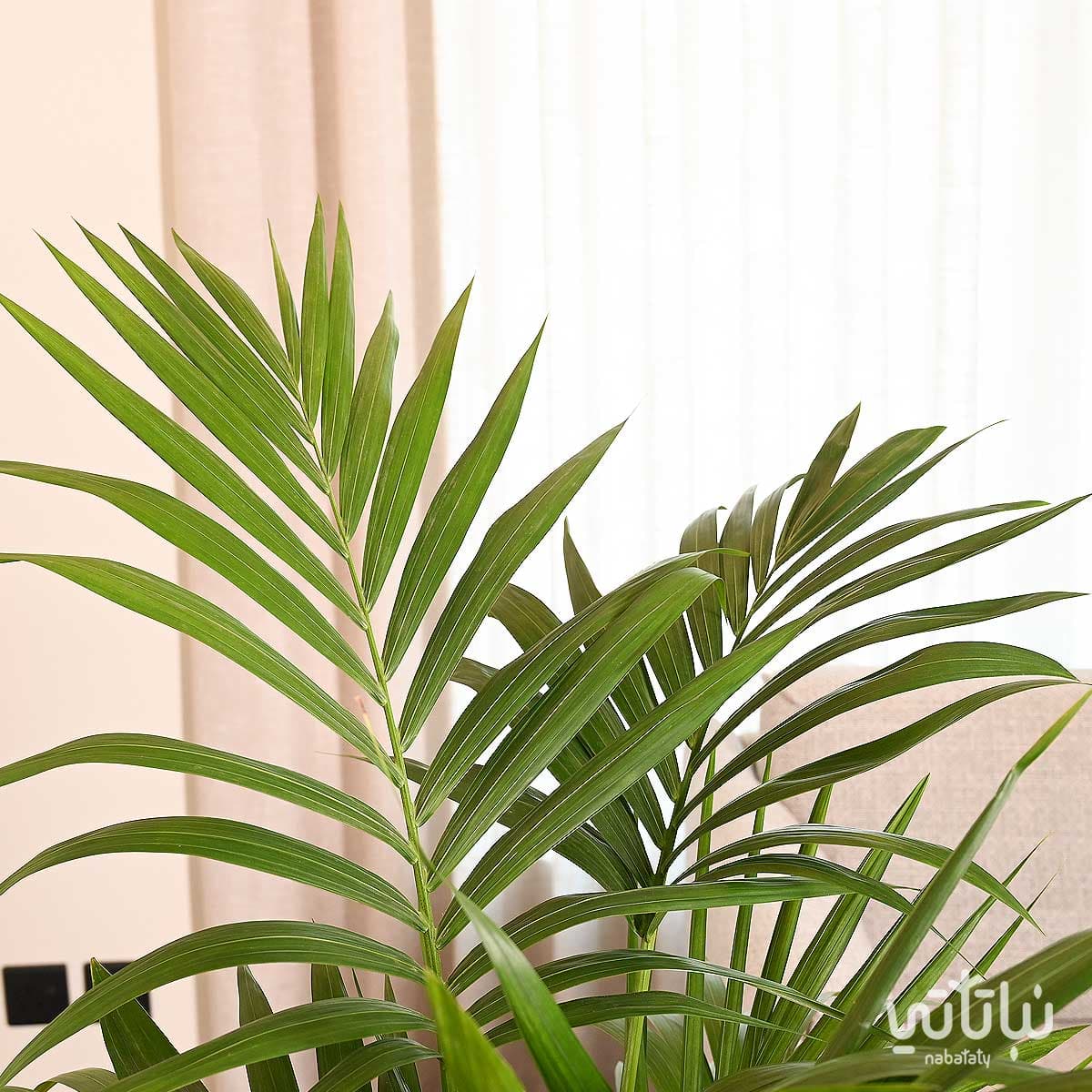 نبتة الكينتيا كبيرة في حوض ري ذاتي رمادي فاتح 4