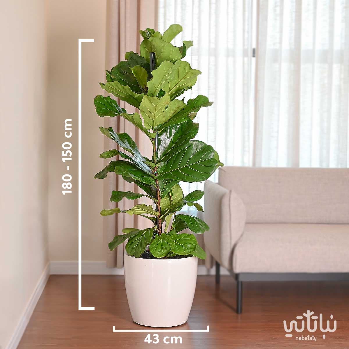 نبتة فيكس ليراتا كبيرة في حوض ري ذاتي ابيض 2