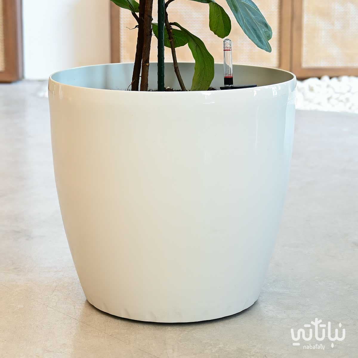 نبتة فيكس ليراتا كبيرة في حوض ري ذاتي ابيض 3