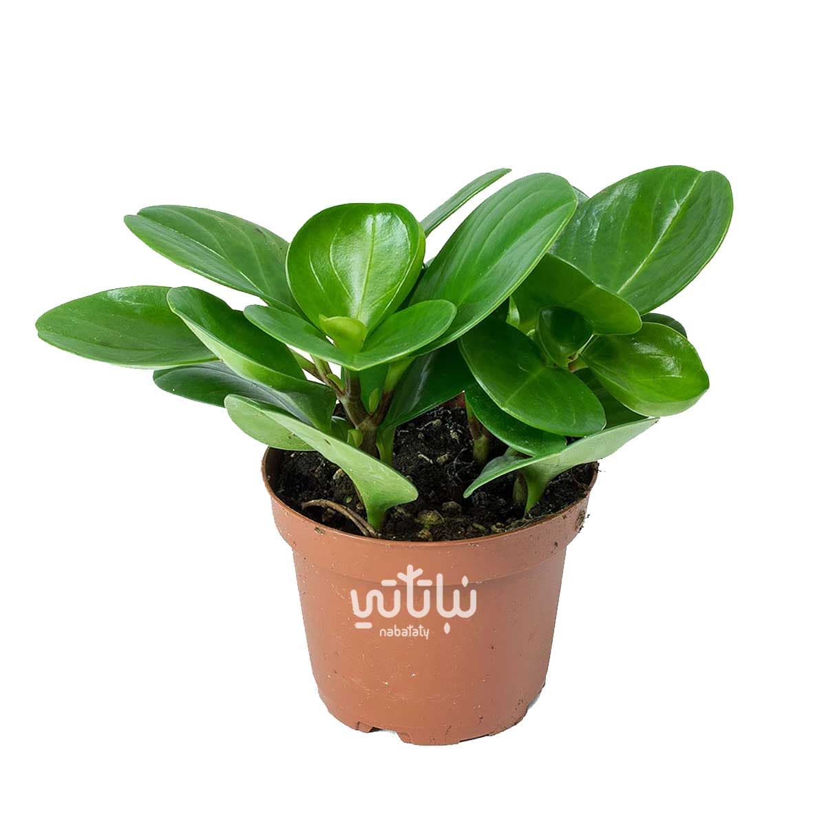 Green peperomia plant 1