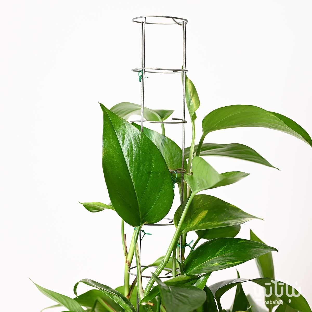 Small climbing pothos plant 60 cm 2