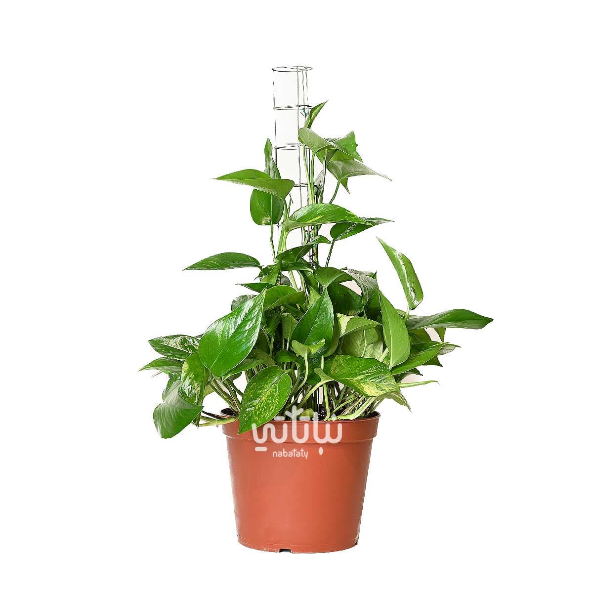 Small climbing pothos plant 60 cm