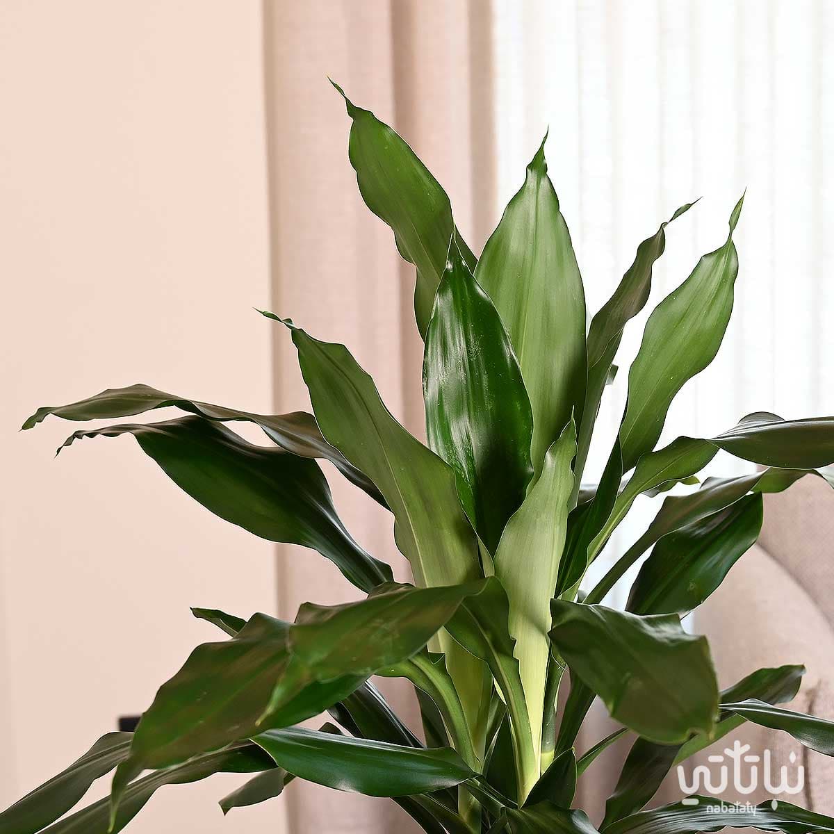 Dracaena Janet Lind 110cm in a white self watering pot 3