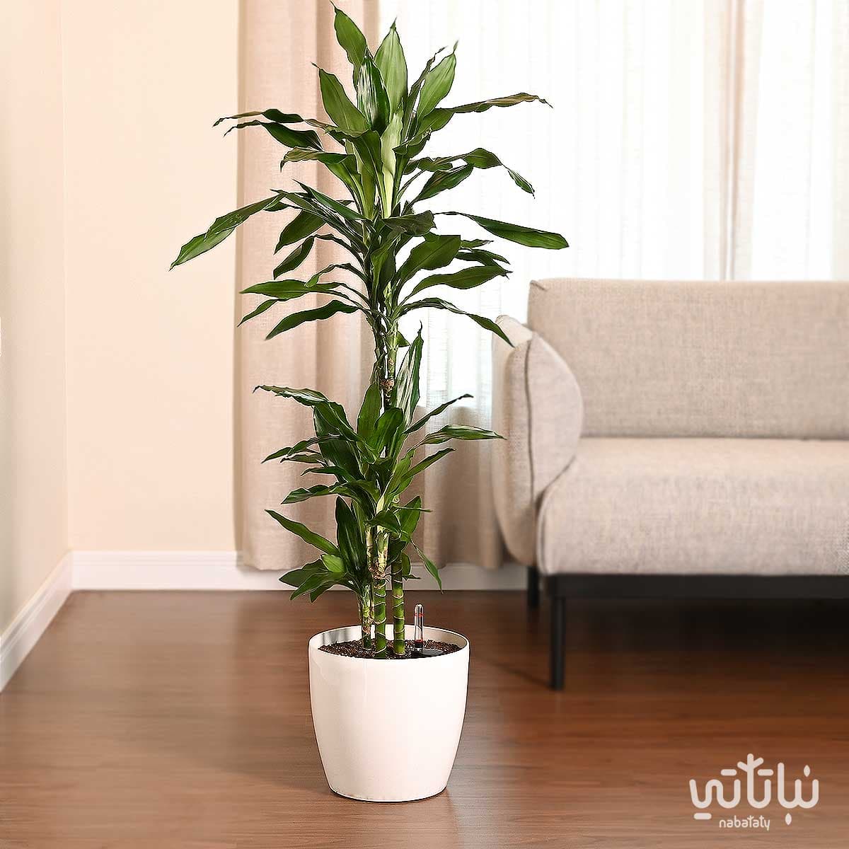 Dracaena Janet Lind 110cm in a white self watering pot 1