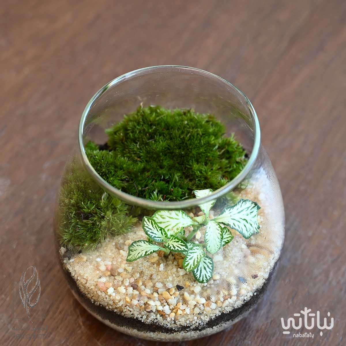 حديقة فيتونيا خضراء صغيرة 3