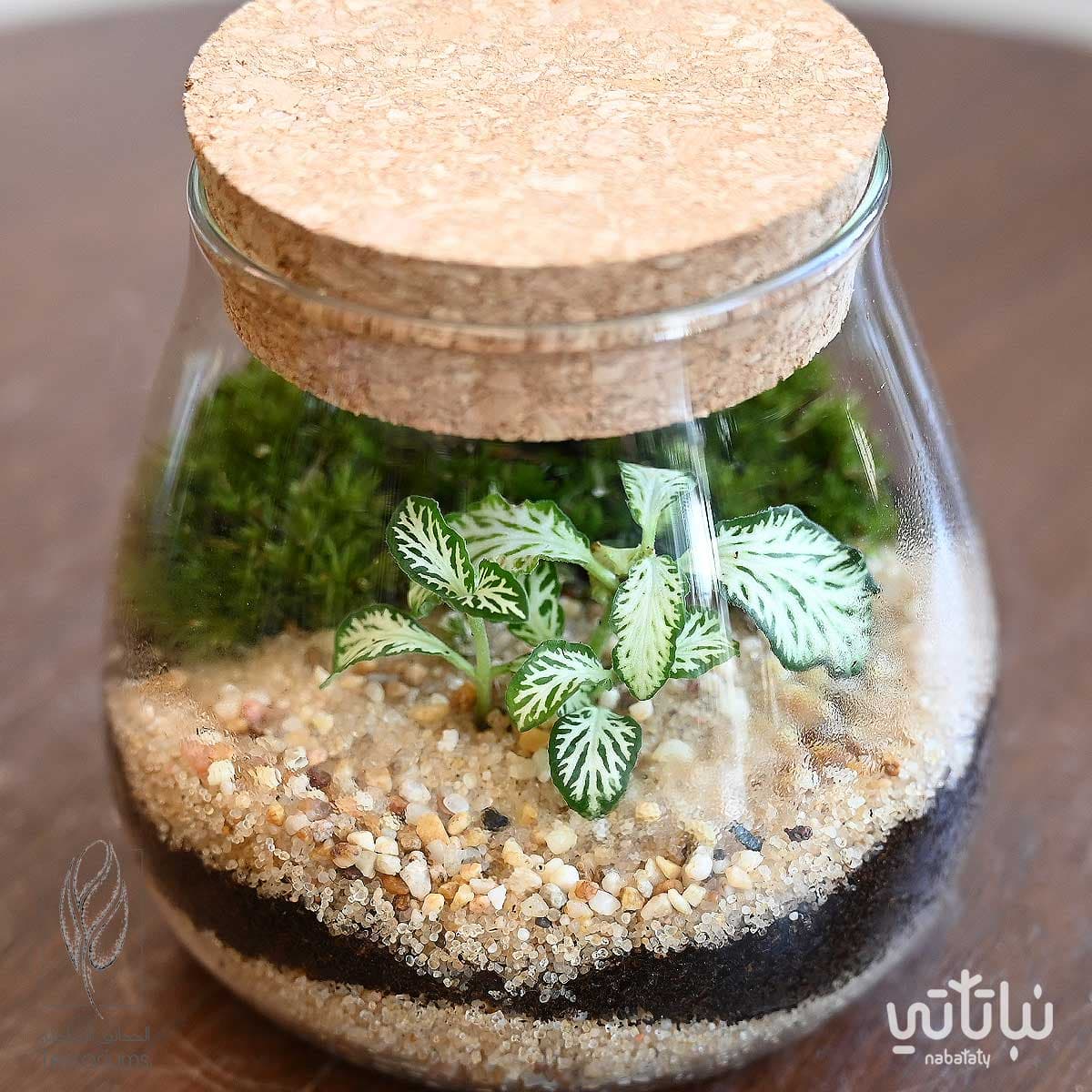 حديقة فيتونيا خضراء صغيرة 2