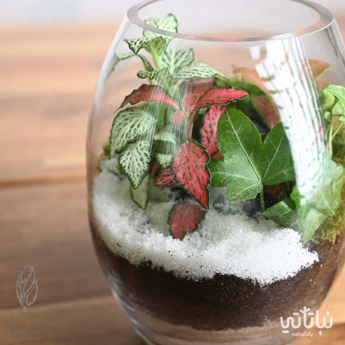 غابة القمر 5