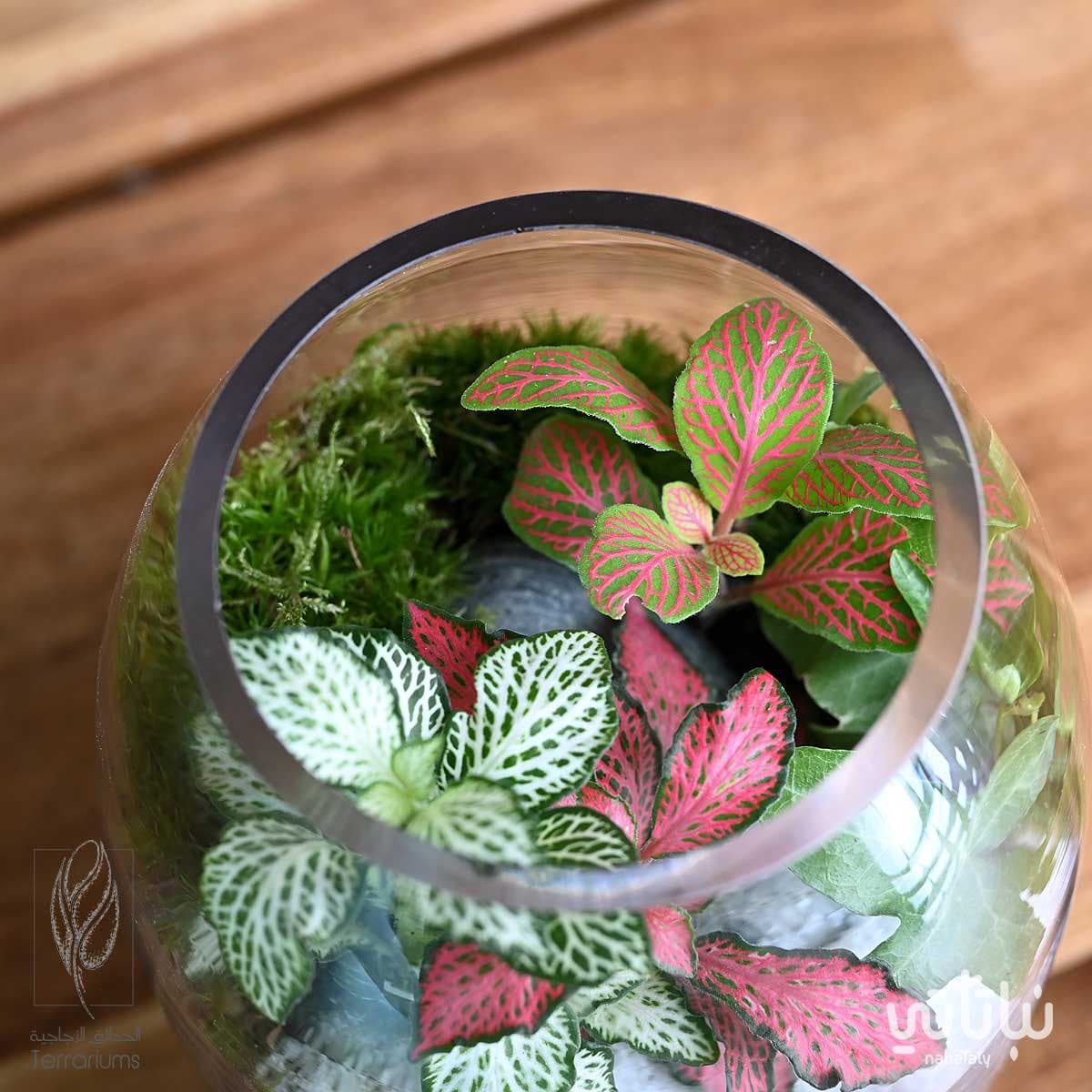 غابة القمر 4