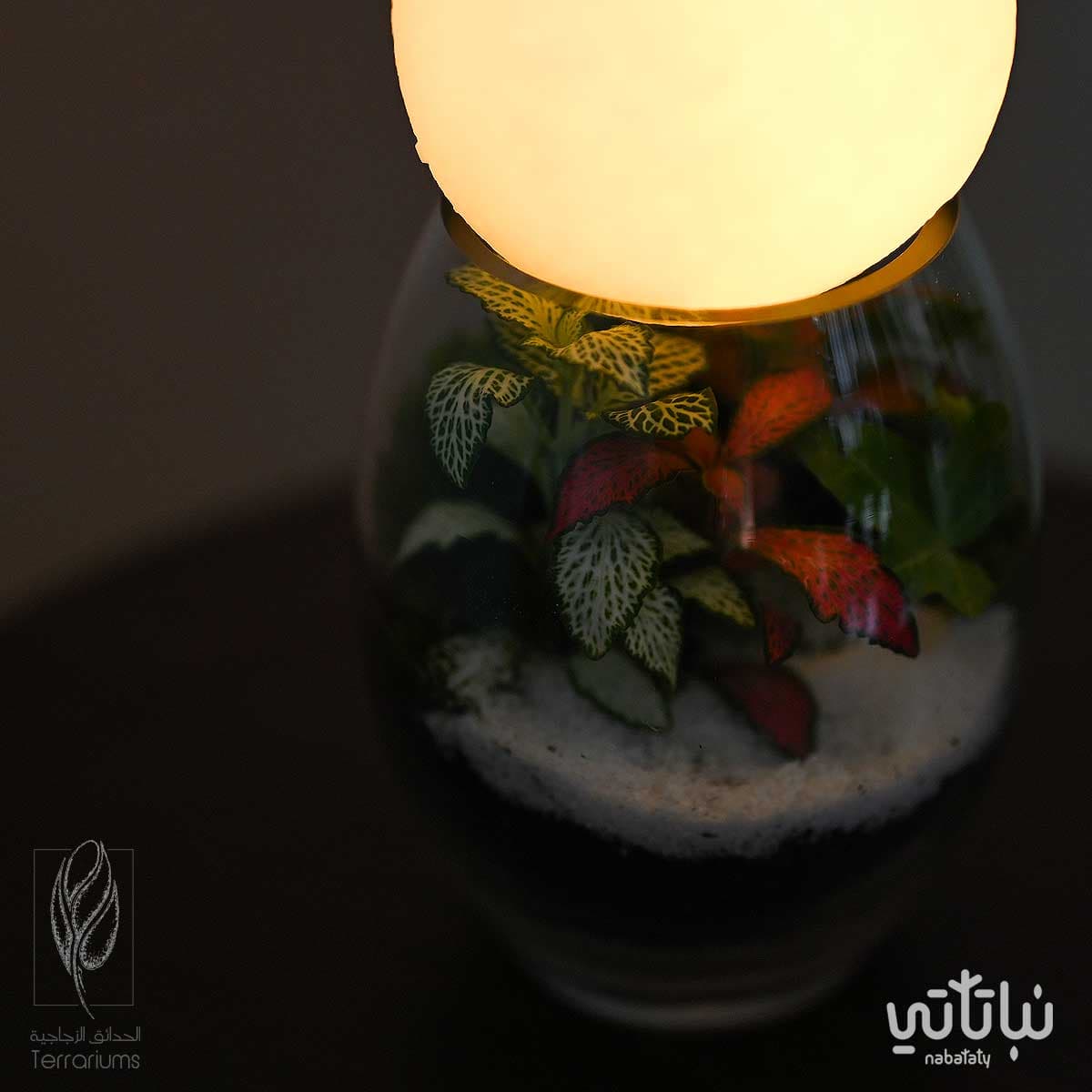 غابة القمر 6